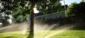 sprinkler, sprinkler system, lawn, garden, tree, sunlight, sunset