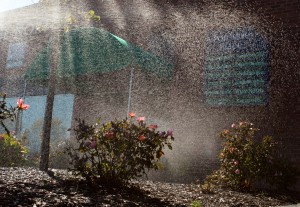 sprinkles of water from irrigation system watering bushes and garden