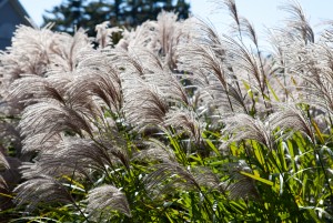 close up of long grasses