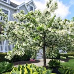flowering tree blooming in yard