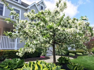 flowering tree blooming in yard