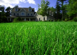 close up of grass in front of home