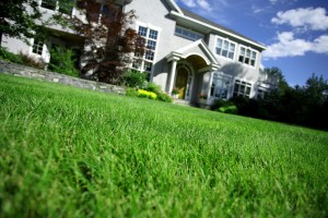 green grass in front of home