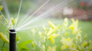 sprinkler watering flowers and lawn