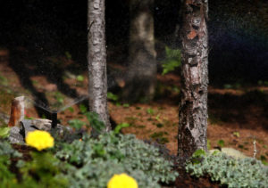 sprinkler watering a wooded garden